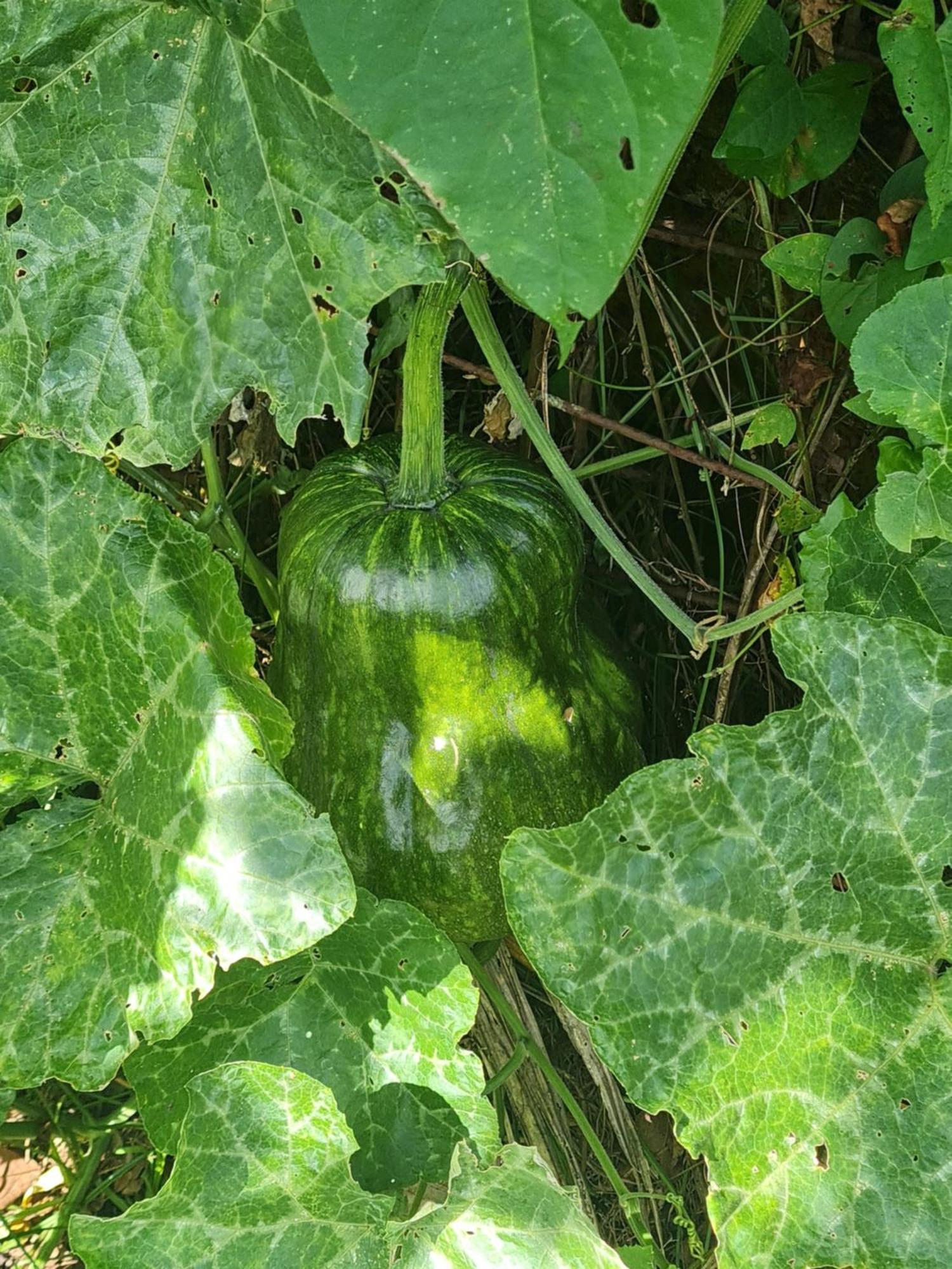 La Kaz Nature Bien-Etre Petit-Bourg Luaran gambar